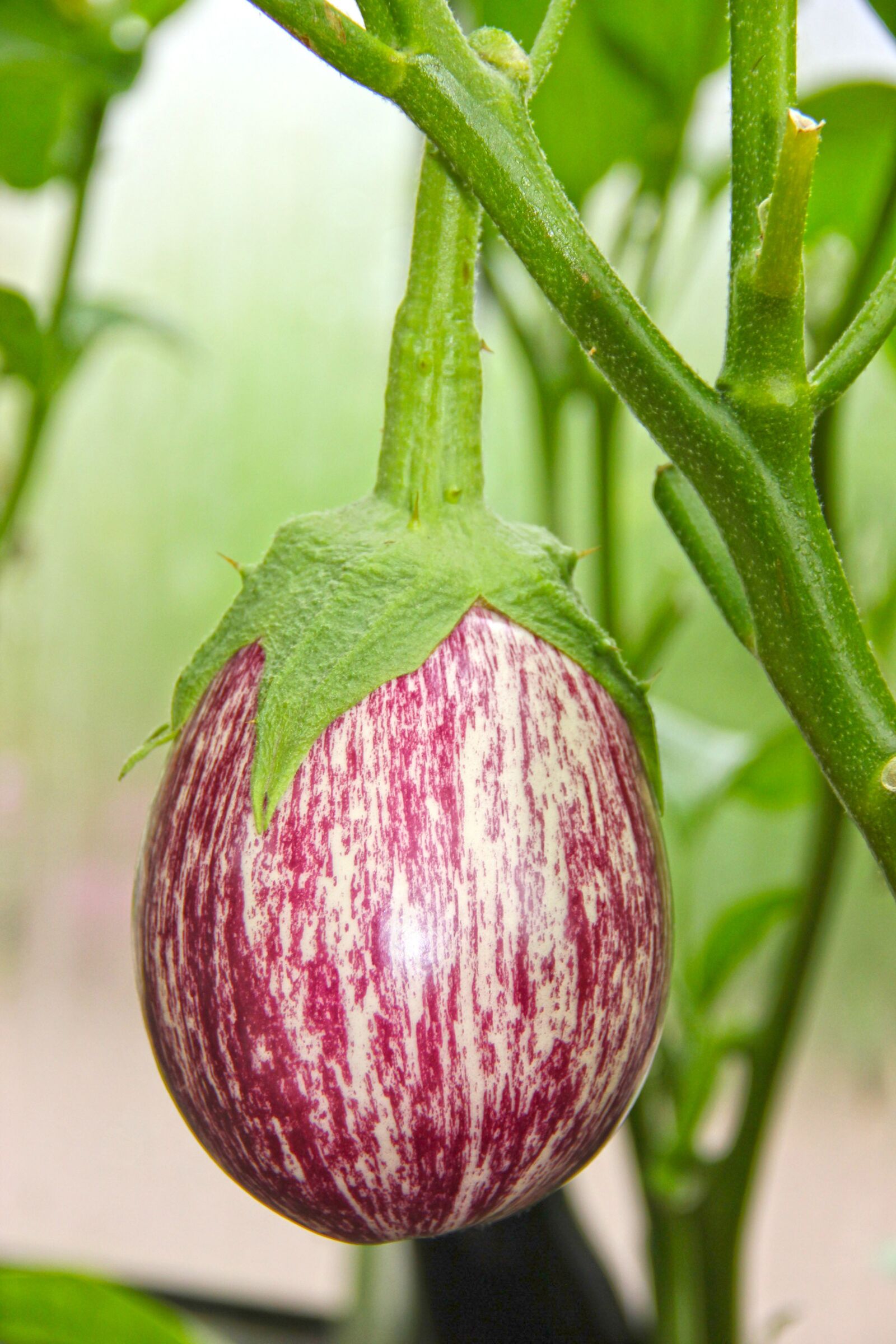 Canon EOS 550D (EOS Rebel T2i / EOS Kiss X4) sample photo. Eggplant, garden, nutrition photography