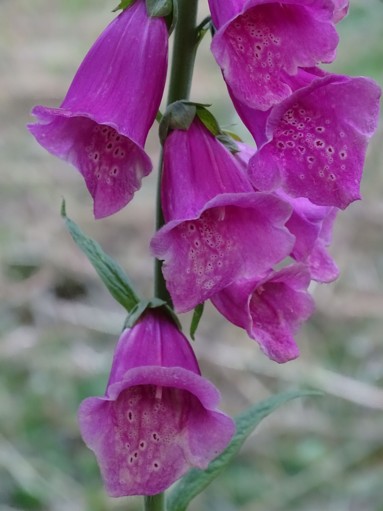 Sony Cyber-shot DSC-HX400V sample photo. Thimble, digitalis, digitalis purpurea photography