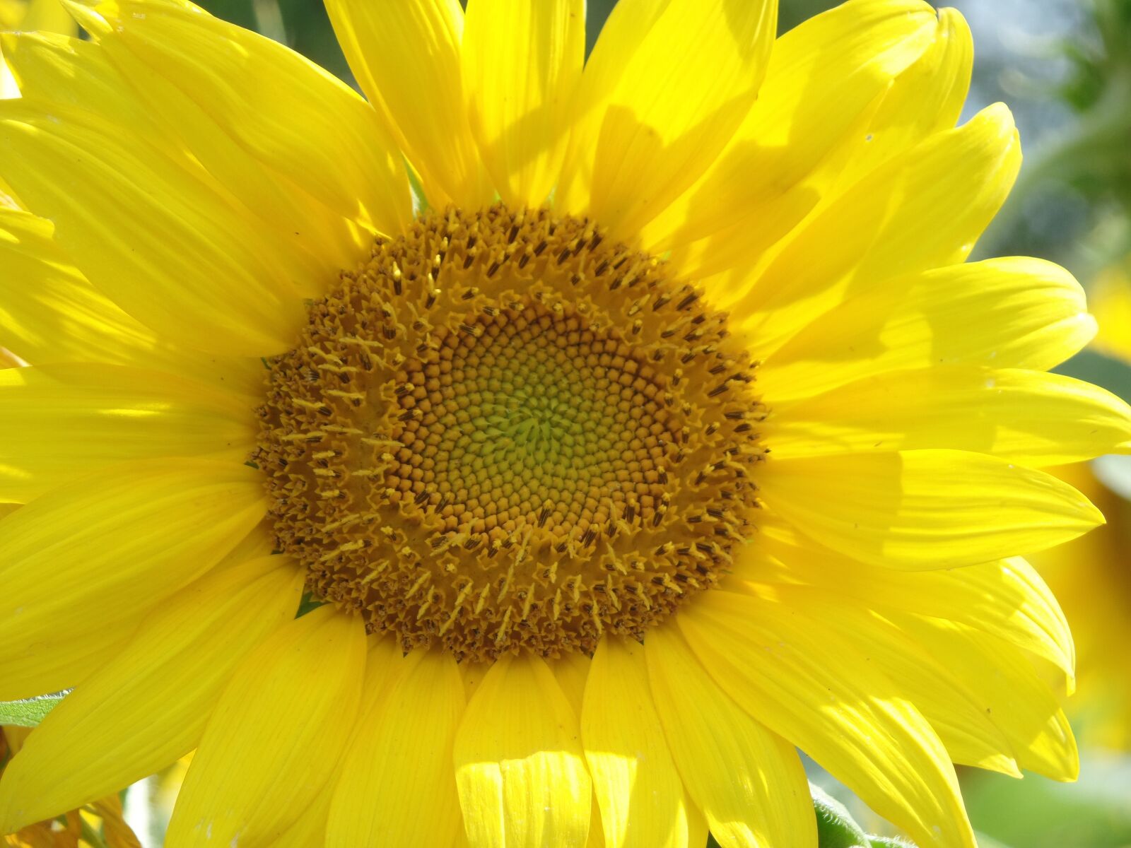Samsung WB350F/WB351F/WB352F sample photo. Sunflower, flower, summer photography