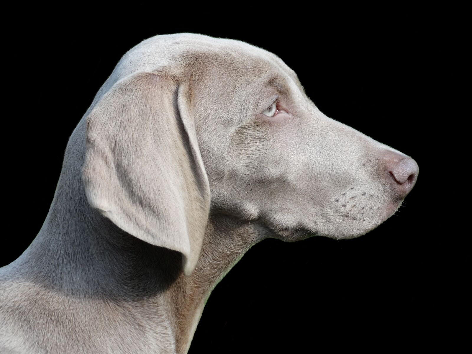 Sony Cyber-shot DSC-HX300 sample photo. Dog, remote access, weimaraner photography