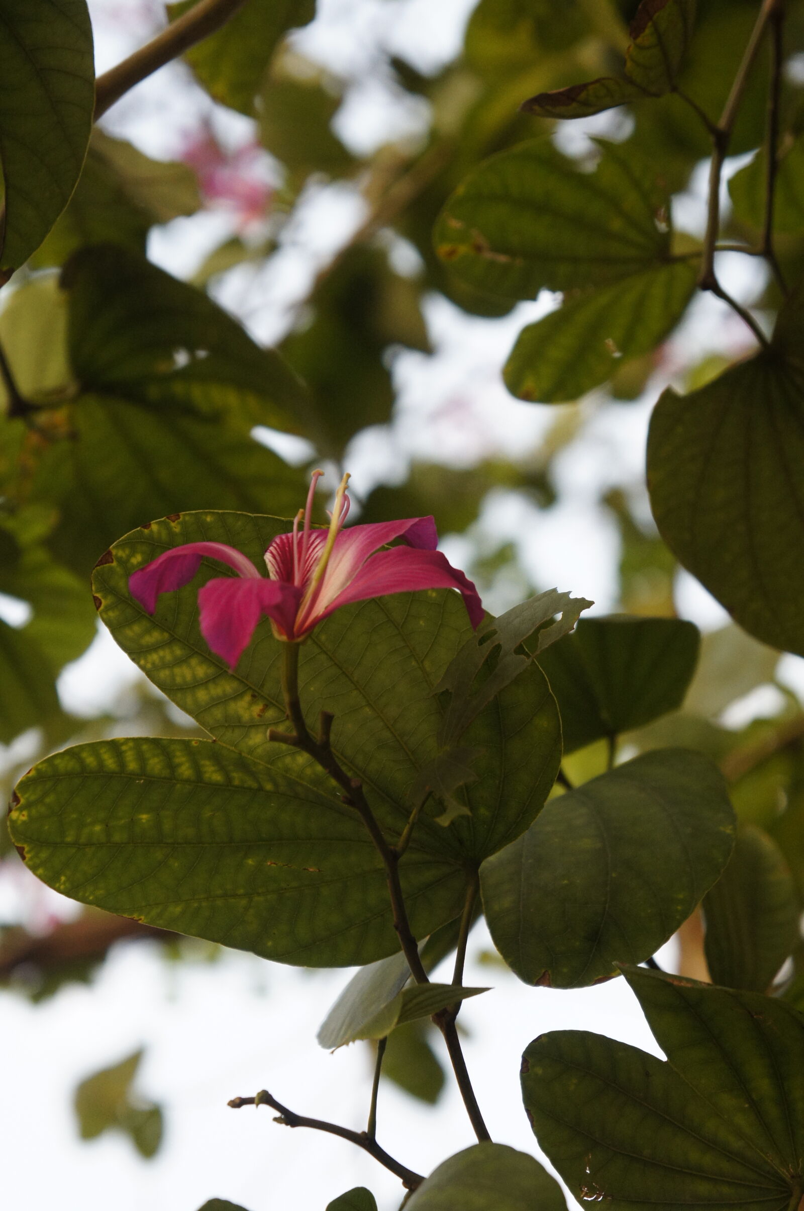 Sony E 18-55mm F3.5-5.6 OSS sample photo. Flowers photography