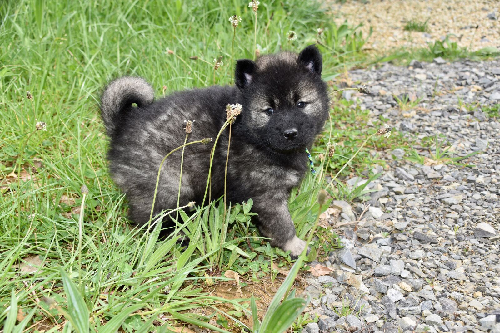 Nikon D5600 sample photo. Dog, puppy, young dog photography