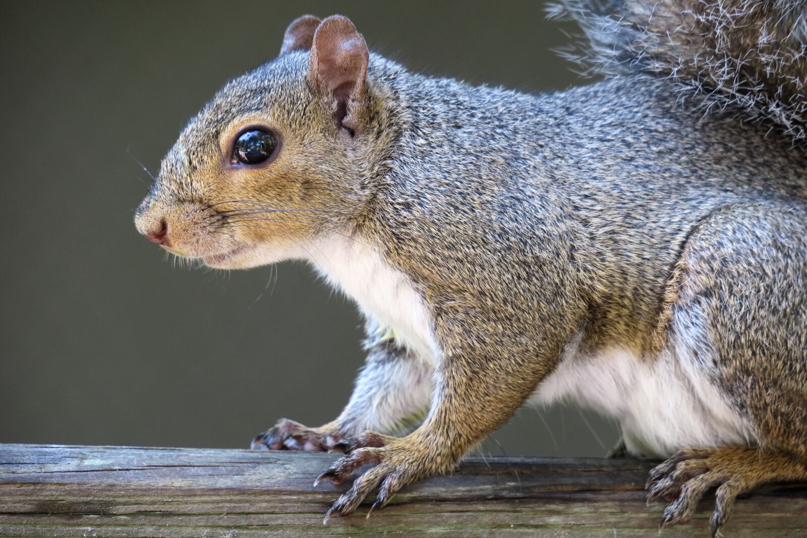 Canon PowerShot G3 X sample photo. Squirrel, head, rodent photography