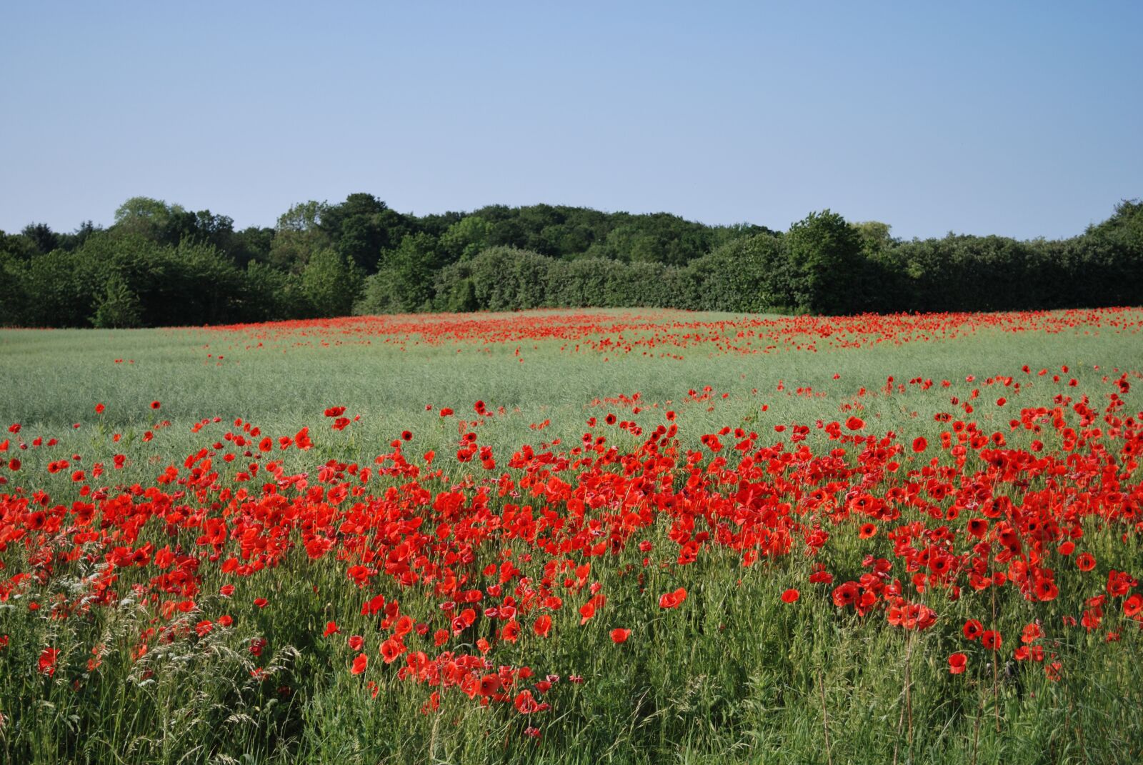 Nikon D60 sample photo. Poppy, mark, flower photography