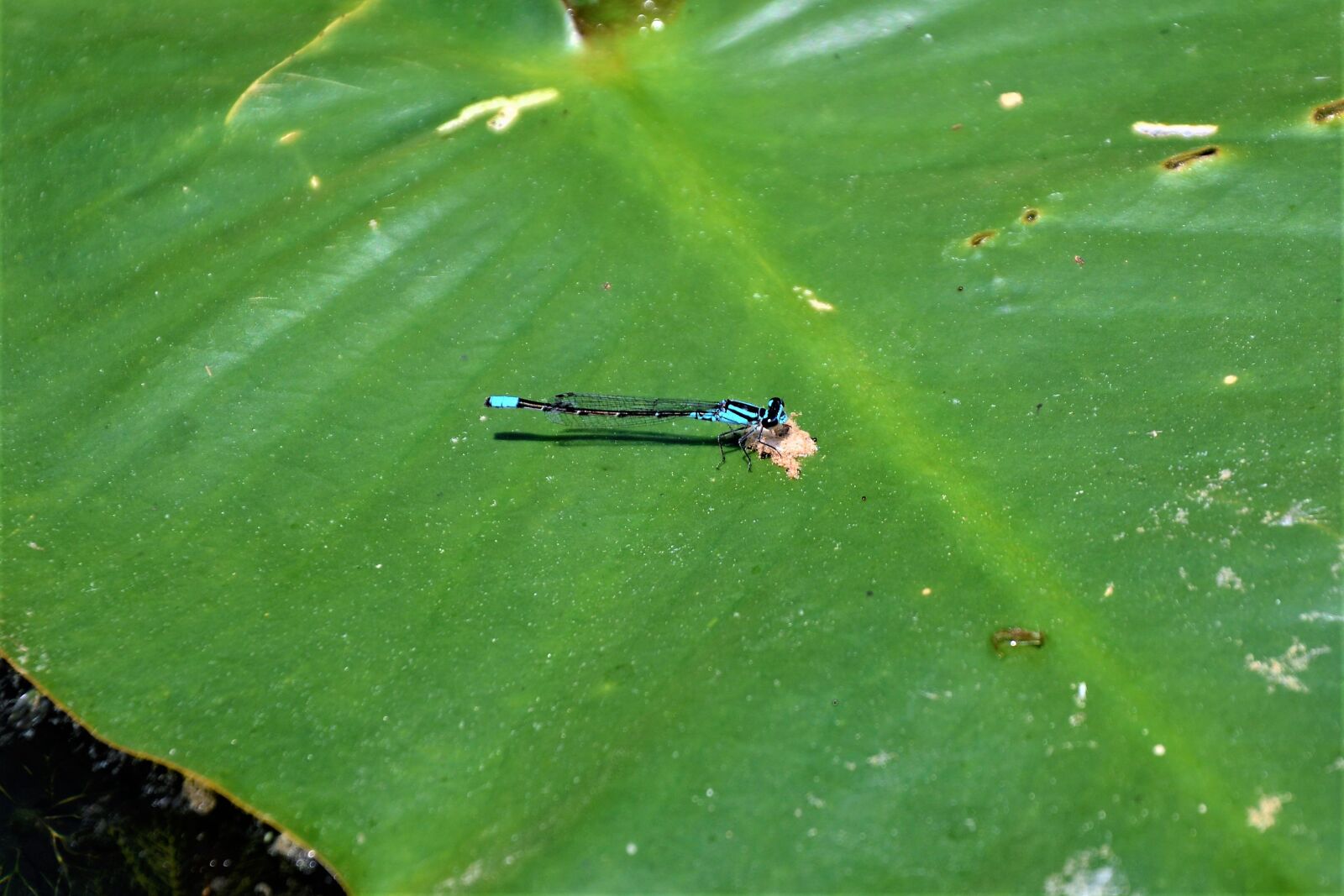 Nikon D7100 sample photo. Dragonfly, eating, on lily photography