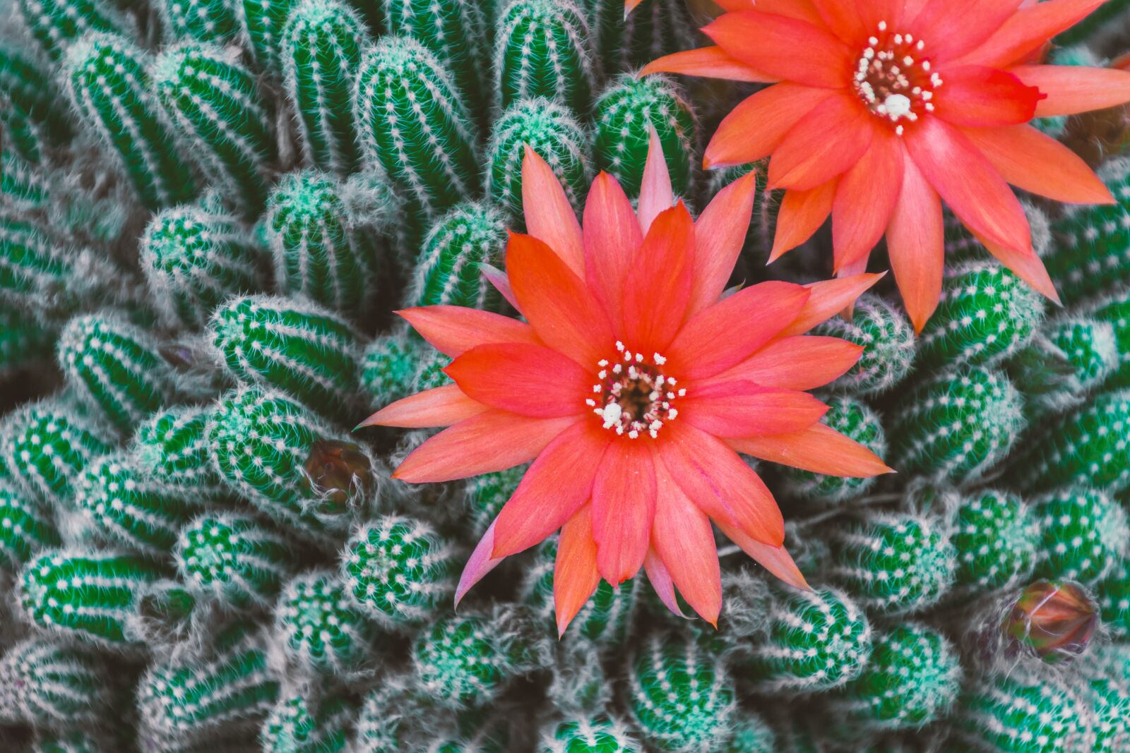 Canon EOS 70D sample photo. Cactus, blossom, bloom photography