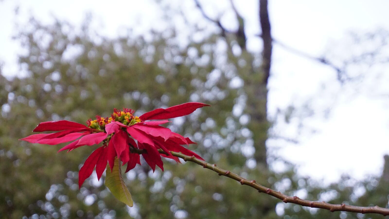 Sony a6000 sample photo. Flower, nature, plant photography