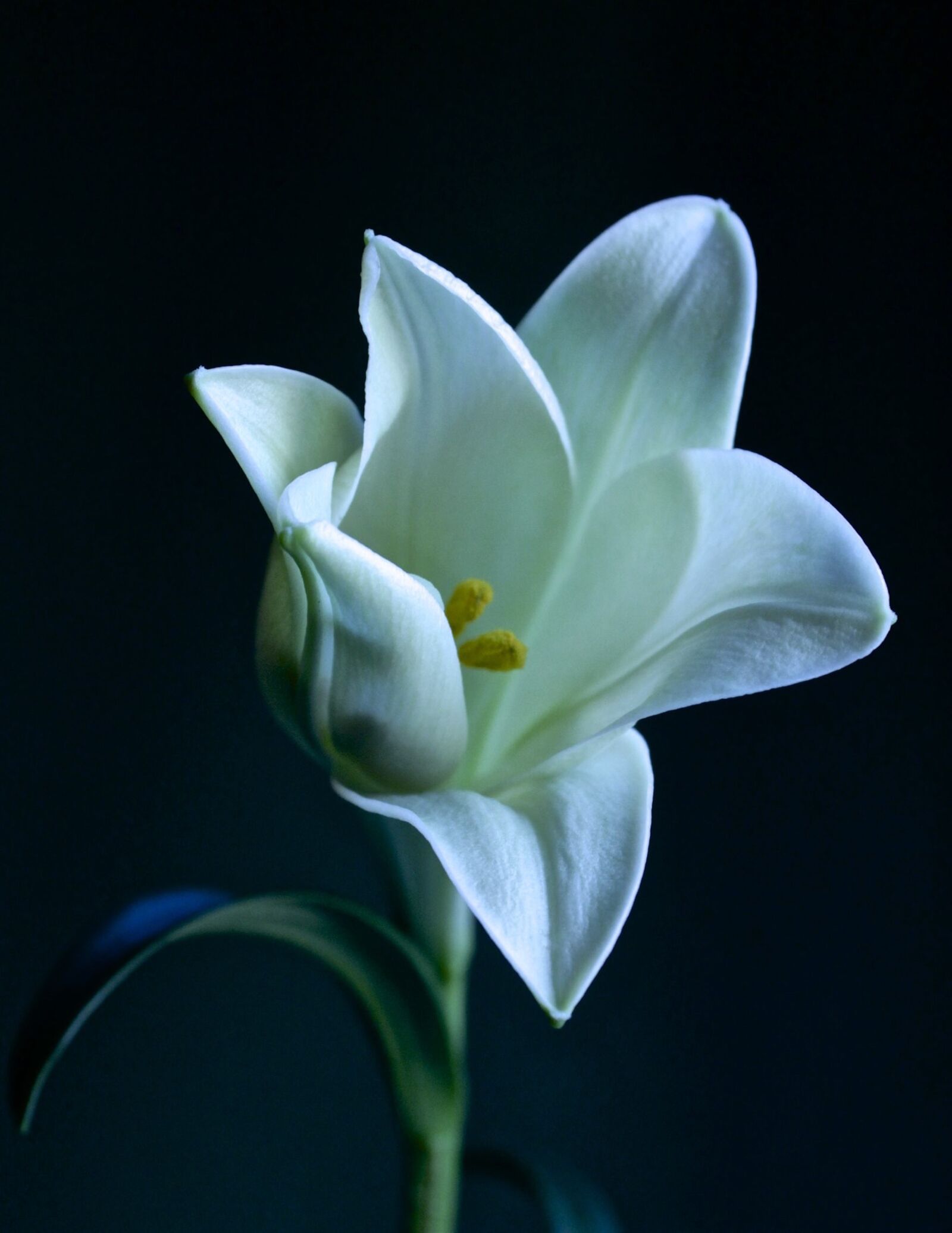 Canon EOS 550D (EOS Rebel T2i / EOS Kiss X4) sample photo. Lily, white, bloom photography