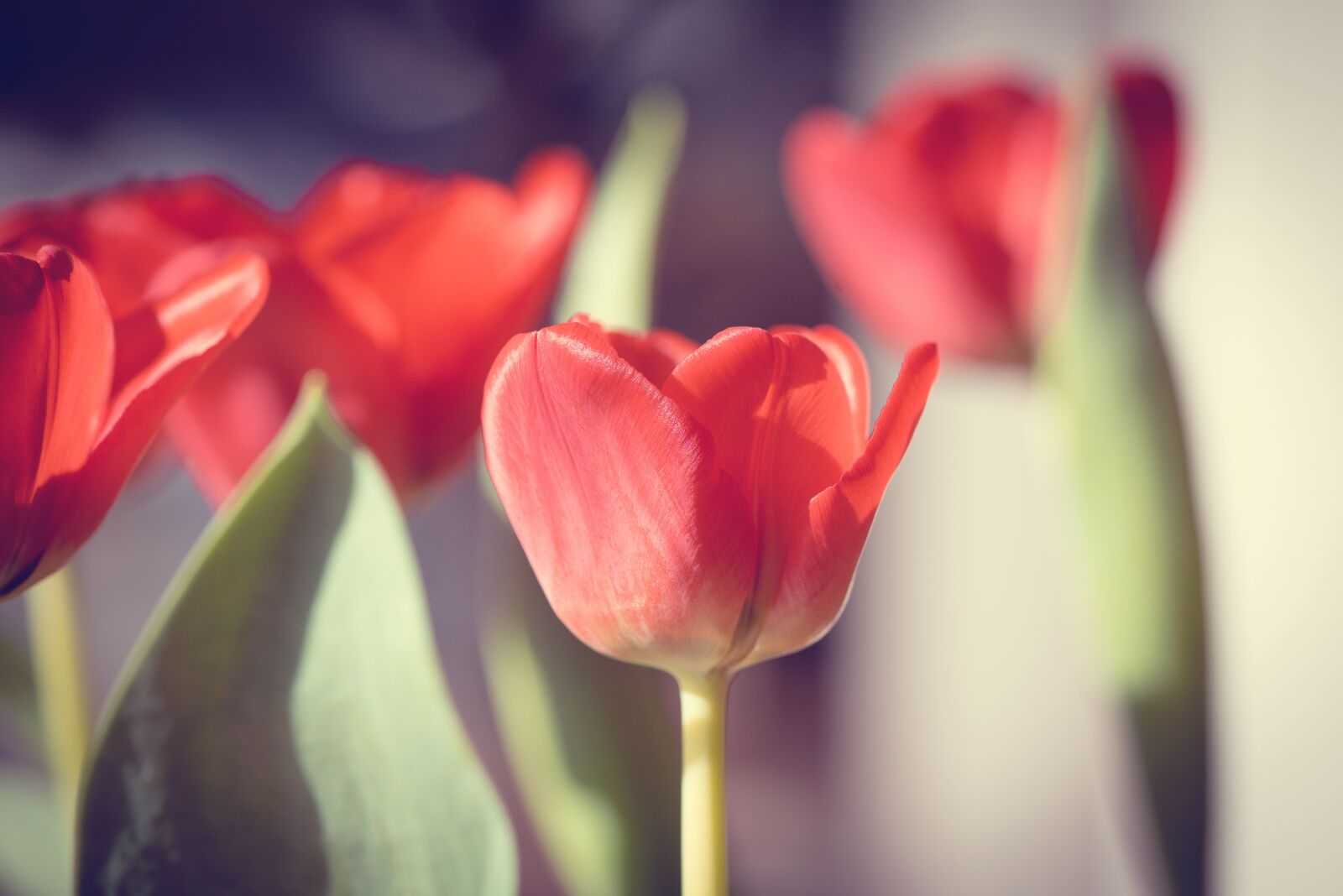 Nikon D750 sample photo. Tulips, flowers, red photography