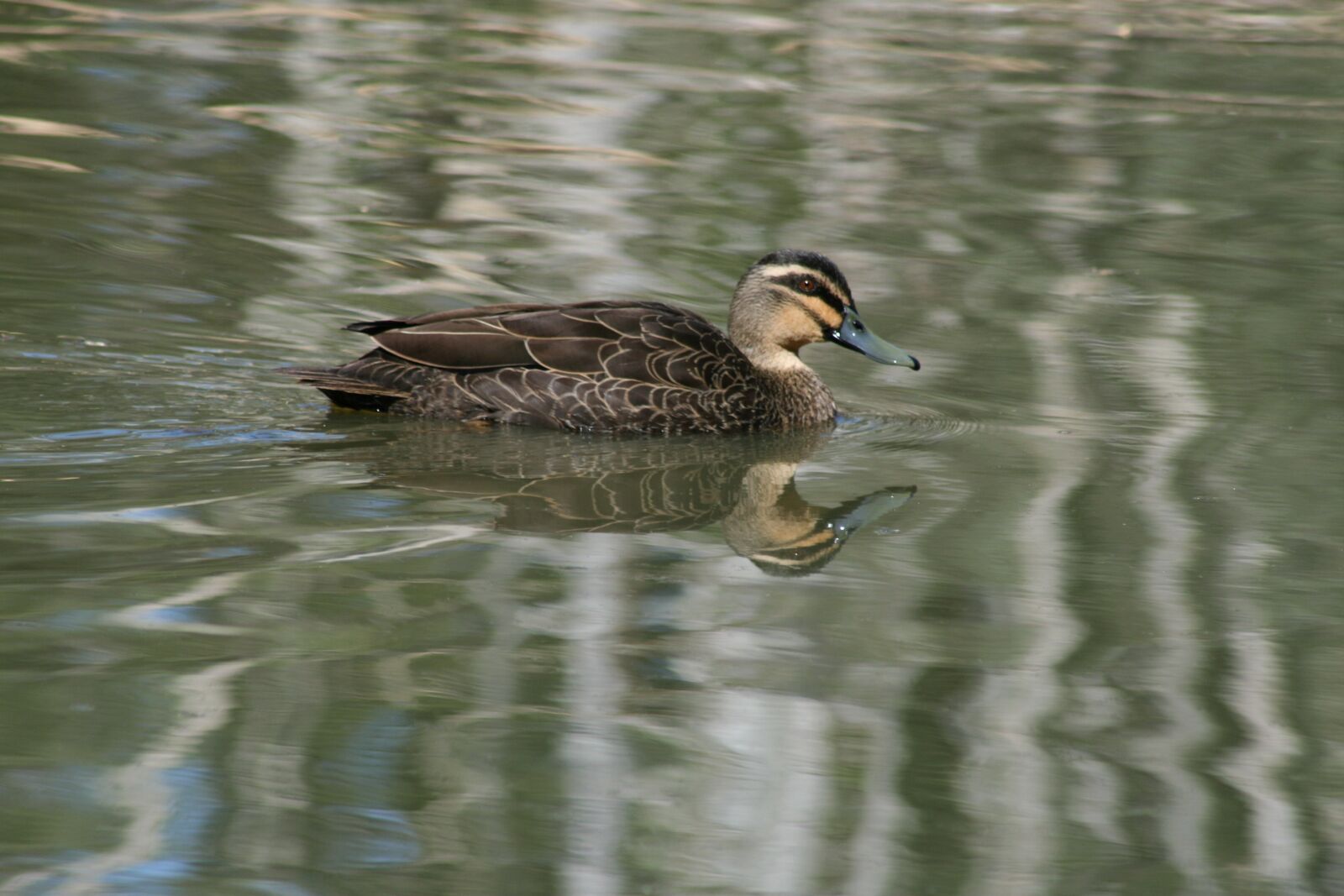 Canon EOS 400D (EOS Digital Rebel XTi / EOS Kiss Digital X) sample photo. Duck, mallard, animal photography