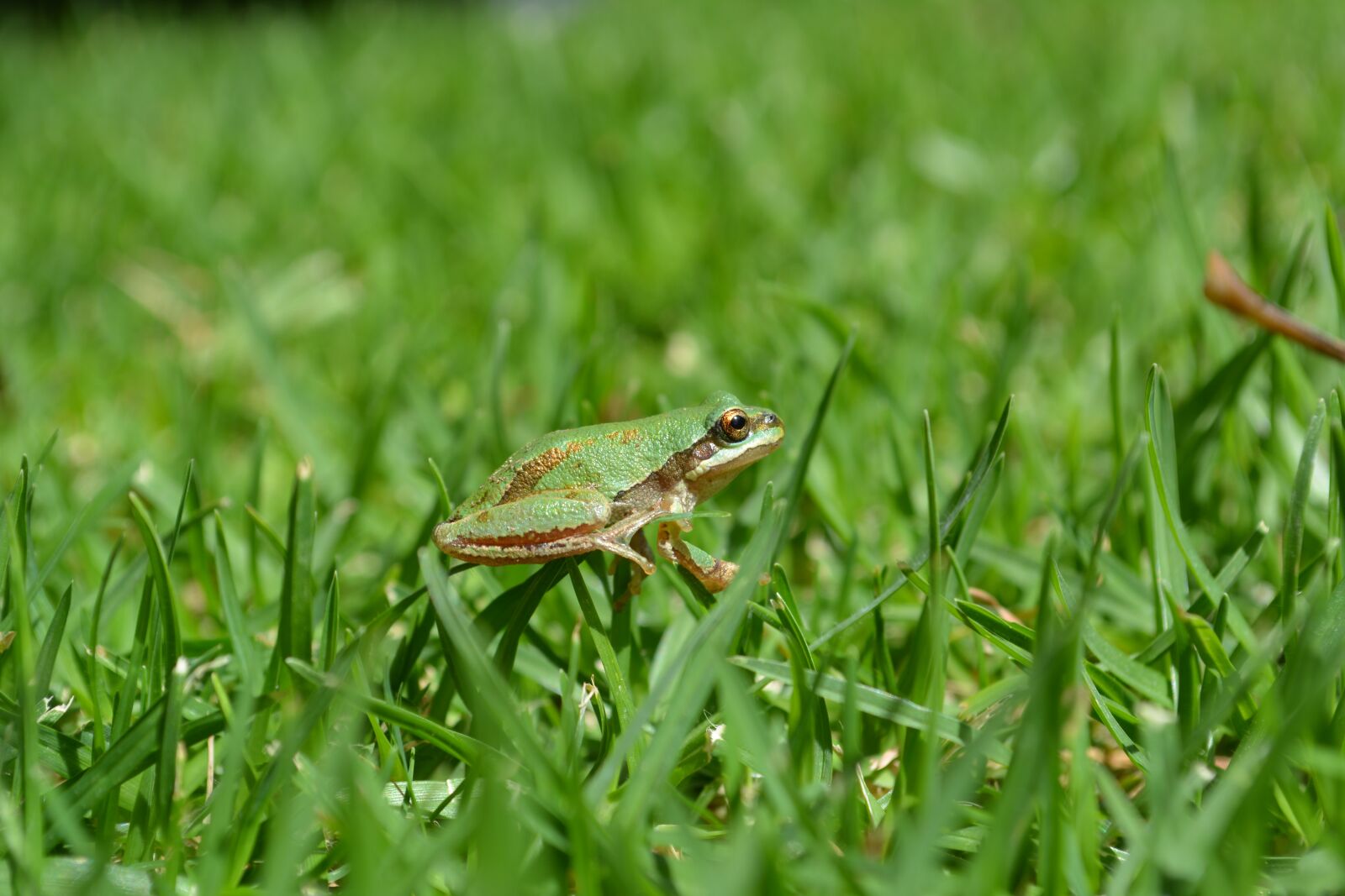 Nikon D5200 sample photo. Animales, anfibios, rana photography