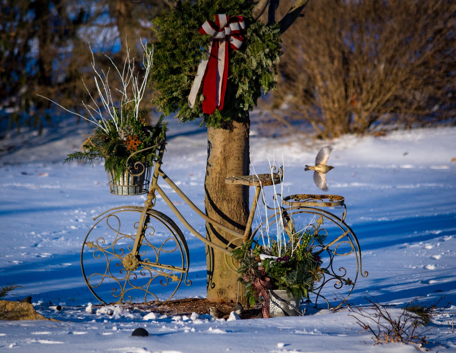 Nikon D500 sample photo. Winter, tree, nature photography