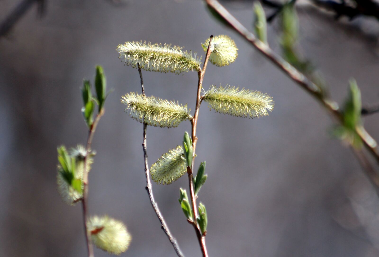 Canon EOS 650D (EOS Rebel T4i / EOS Kiss X6i) sample photo. Verba, plant, branch photography