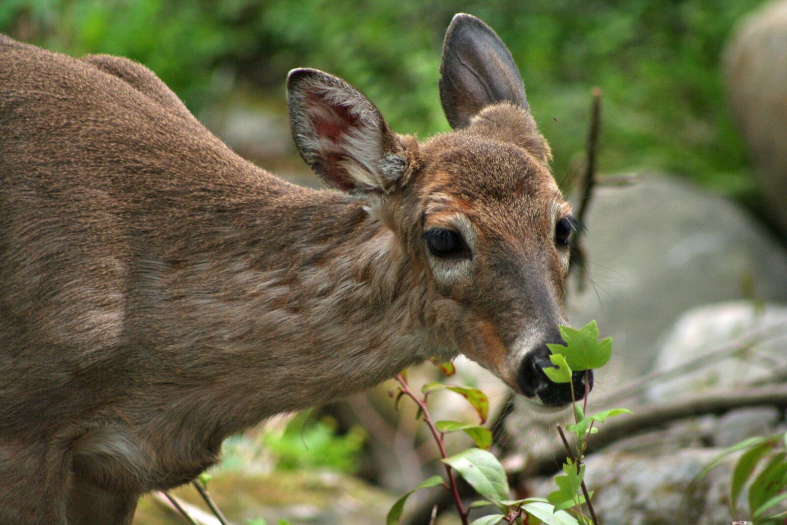 Canon EOS 350D (EOS Digital Rebel XT / EOS Kiss Digital N) sample photo. Deer, animal, wild photography