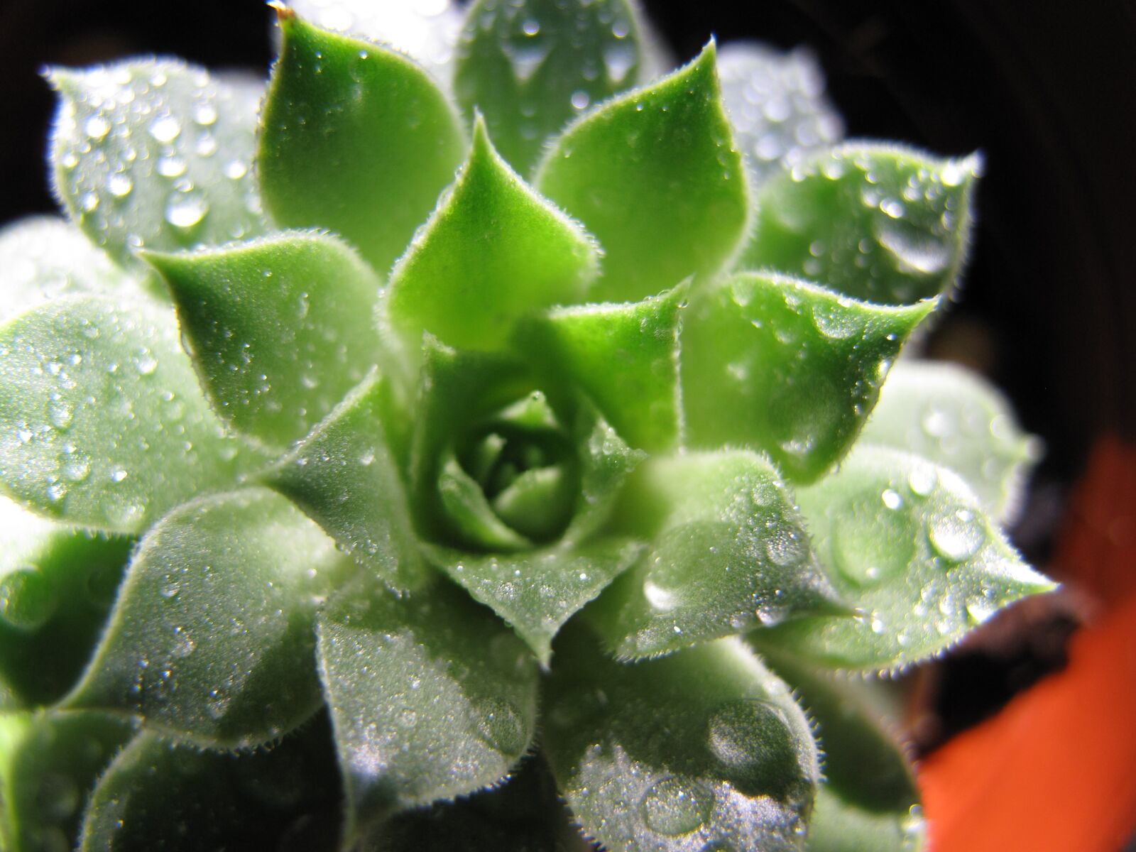 Canon PowerShot G10 sample photo. Cactus, catus rose, rock photography