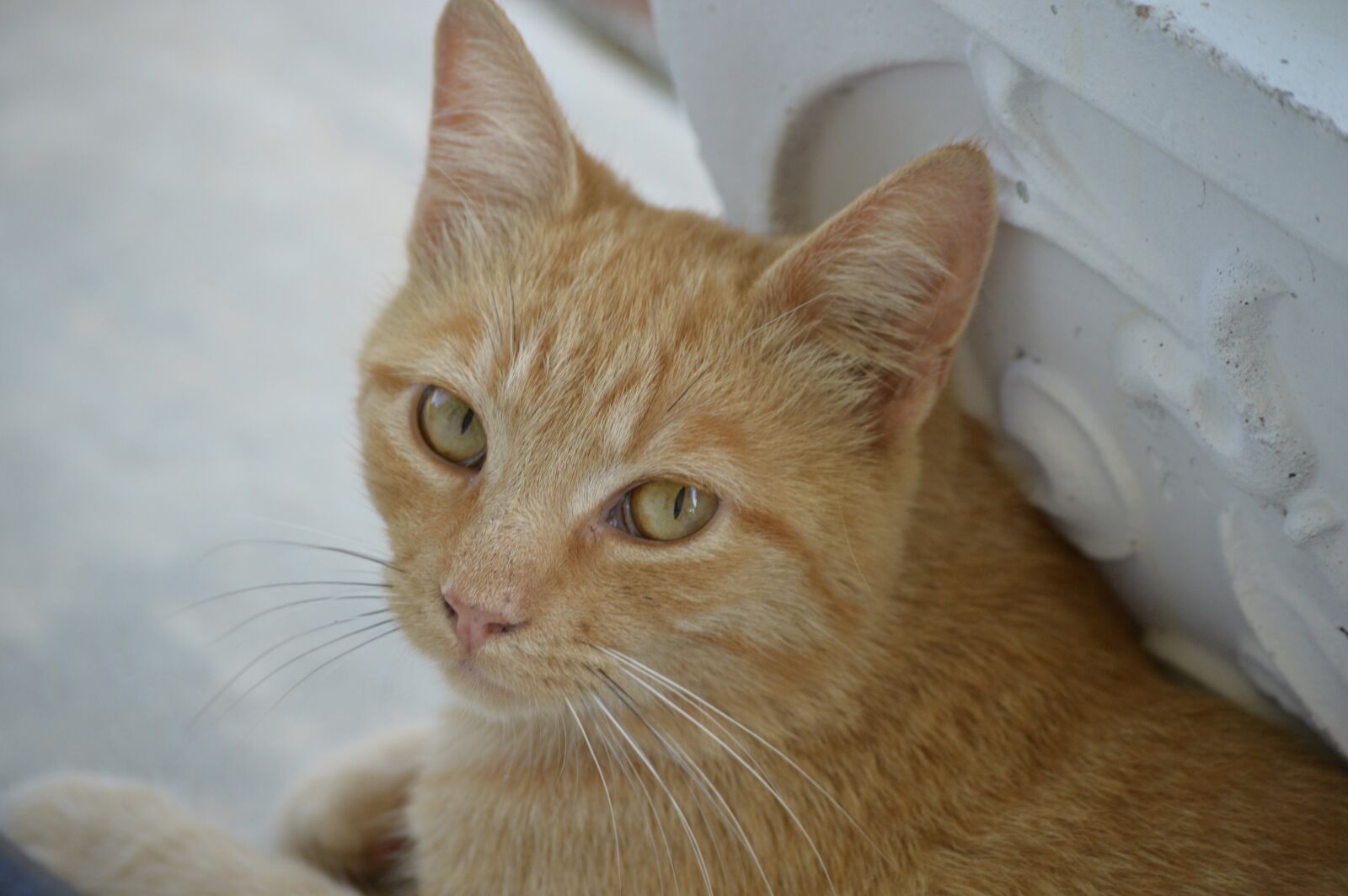 Nikon D3200 sample photo. Cat, kitten, feline photography