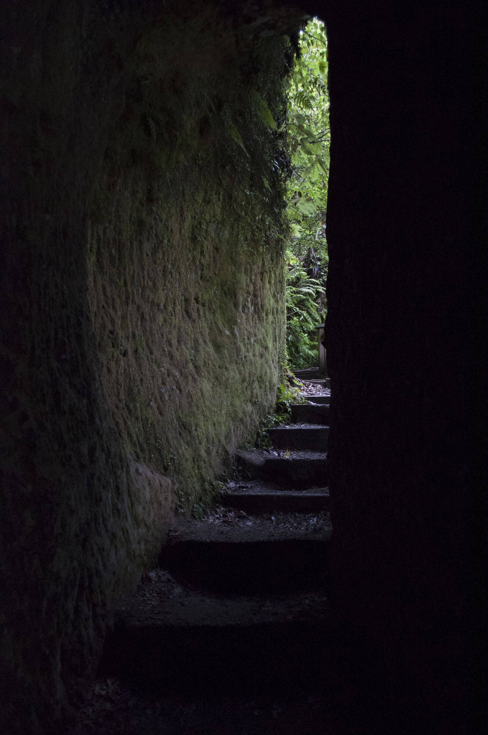 Nikon D5000 sample photo. Tunnel, nature, new zealand photography