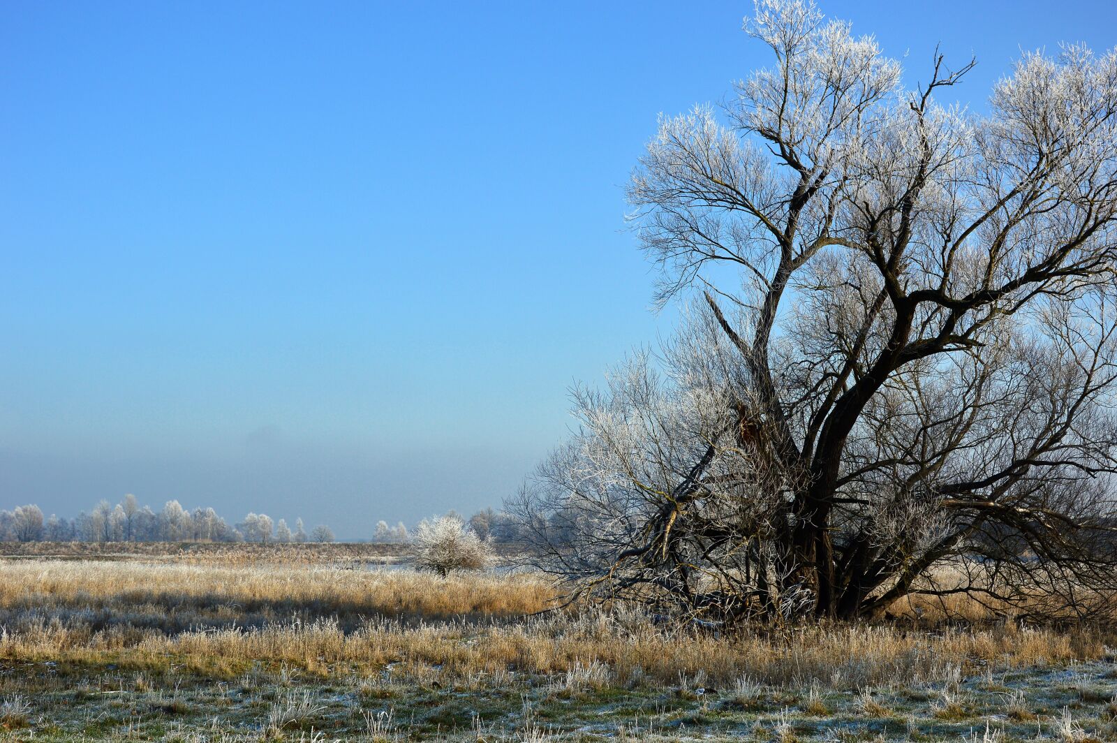 Nikon D3200 sample photo. Tree, nature, landscape photography