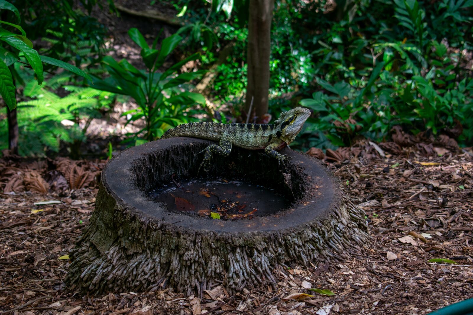 Nikon D3400 sample photo. Lizard, reptile, iguana photography