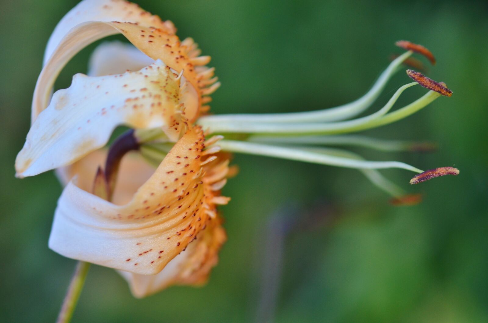 Nikon D7000 sample photo. Nature, flower, flora photography