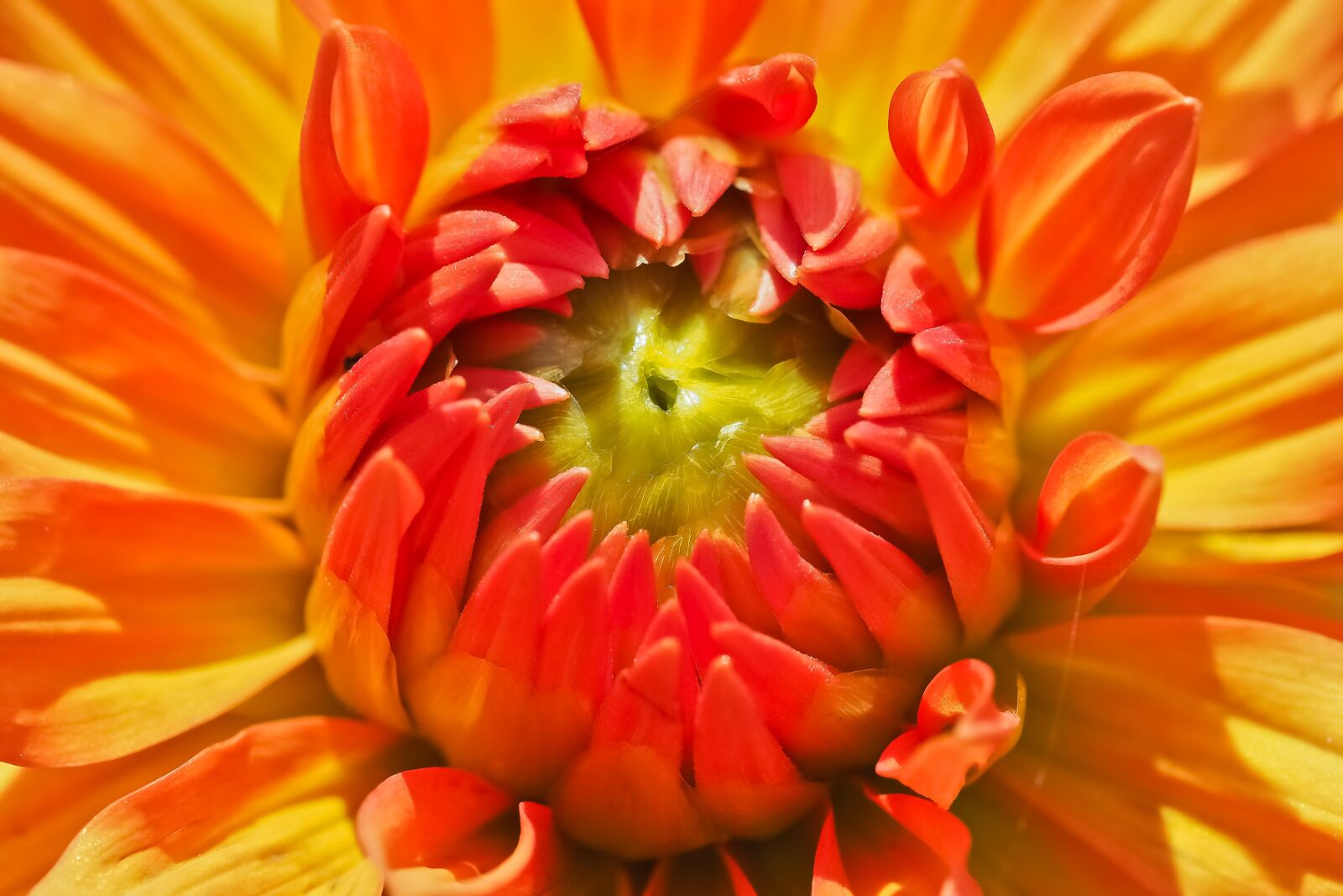 Olympus OM-D E-M10 sample photo. Dahlia, flower, blossom photography