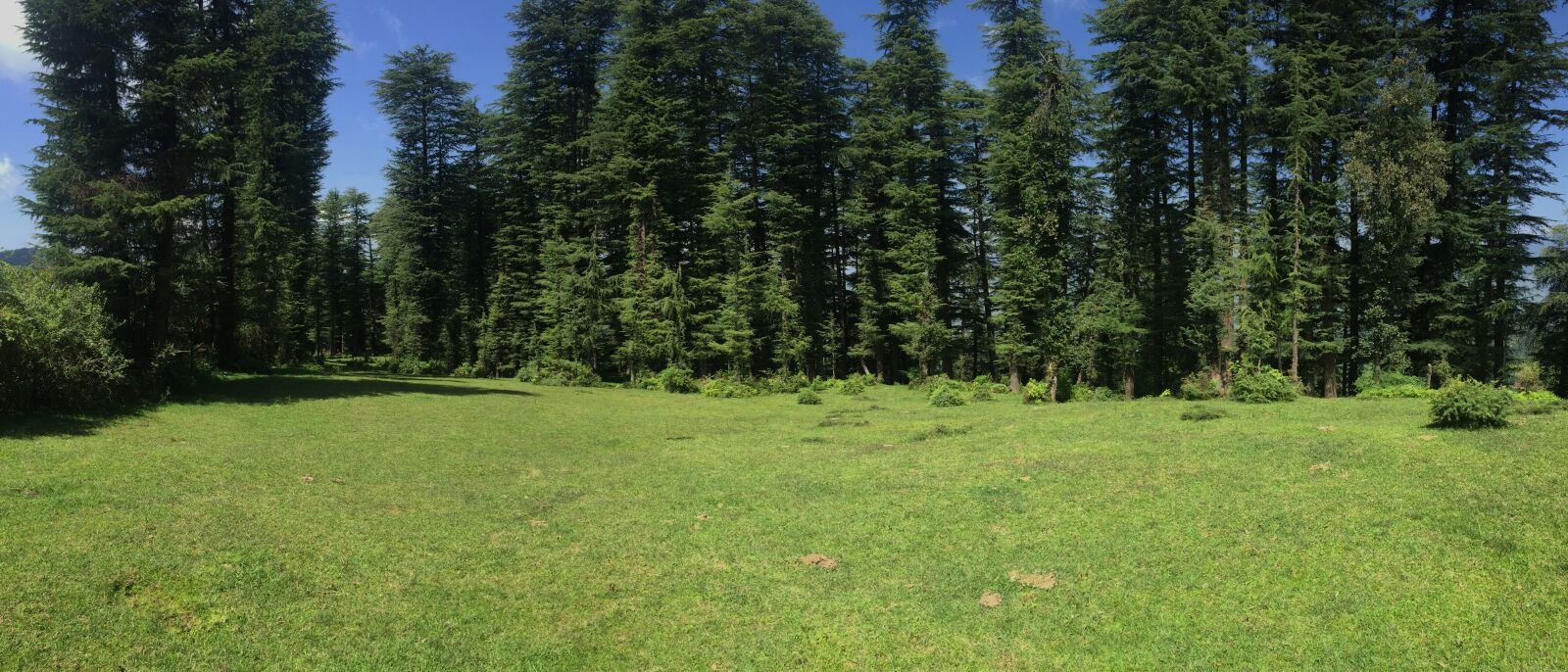 Apple iPhone 6 sample photo. Forest, green, meadow photography