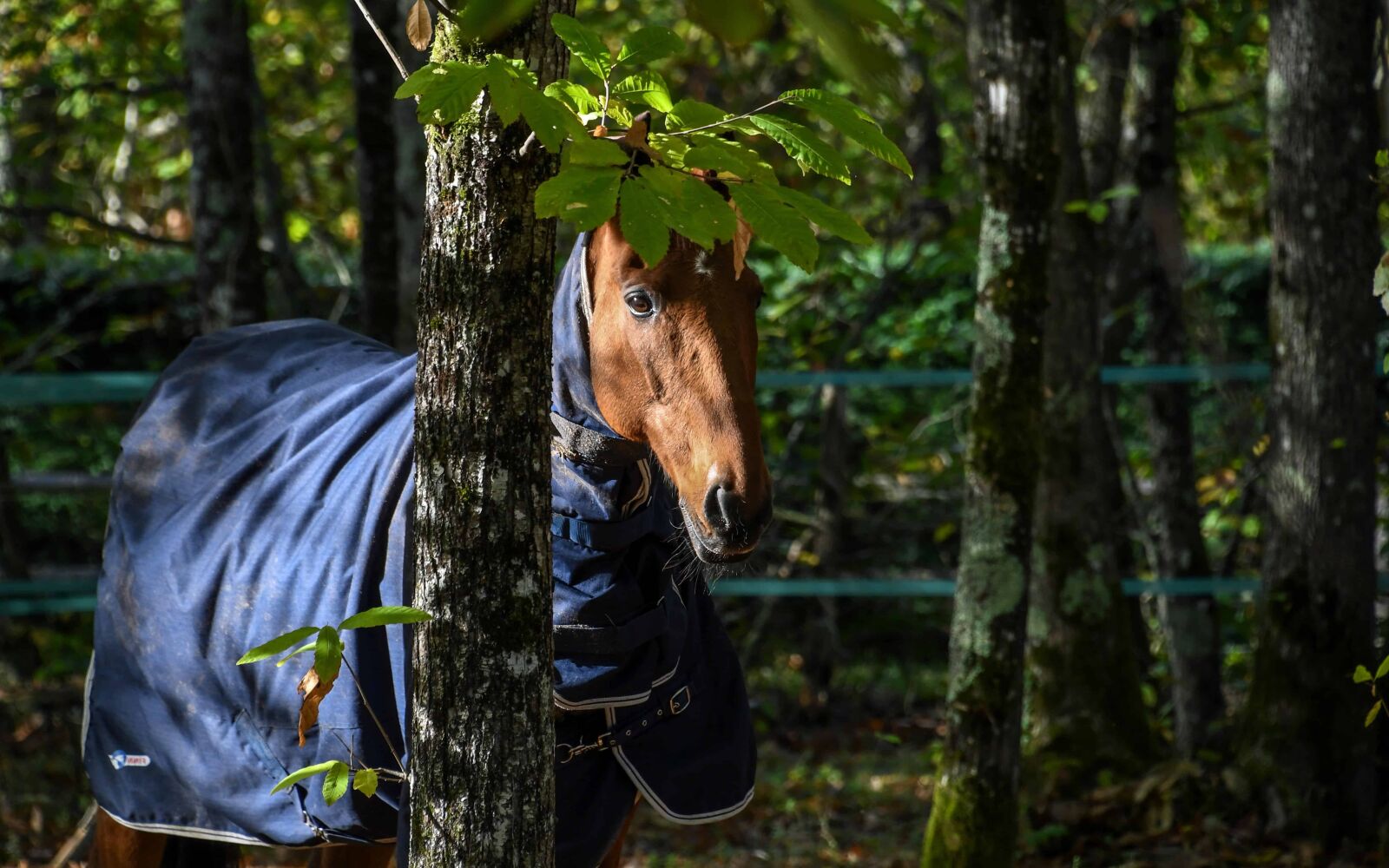 Nikon D500 sample photo. Tree, horse, forest, leaf photography