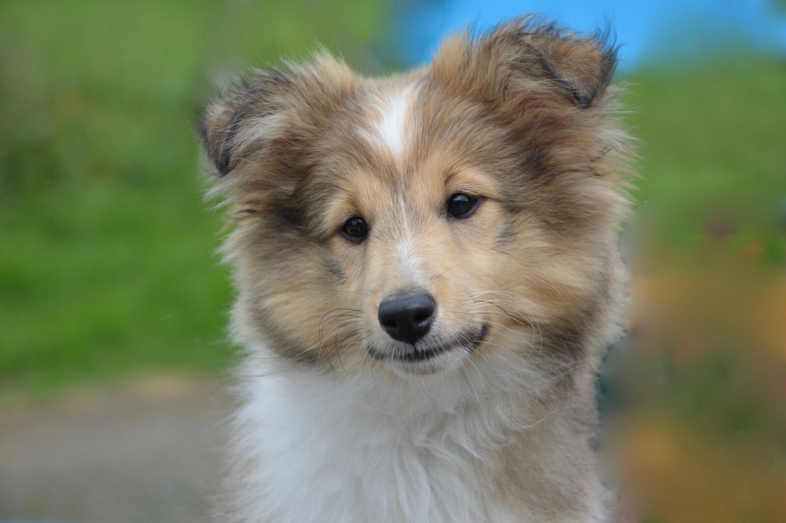 Nikon D5200 sample photo. Shetland sheepdog, young, puppy photography