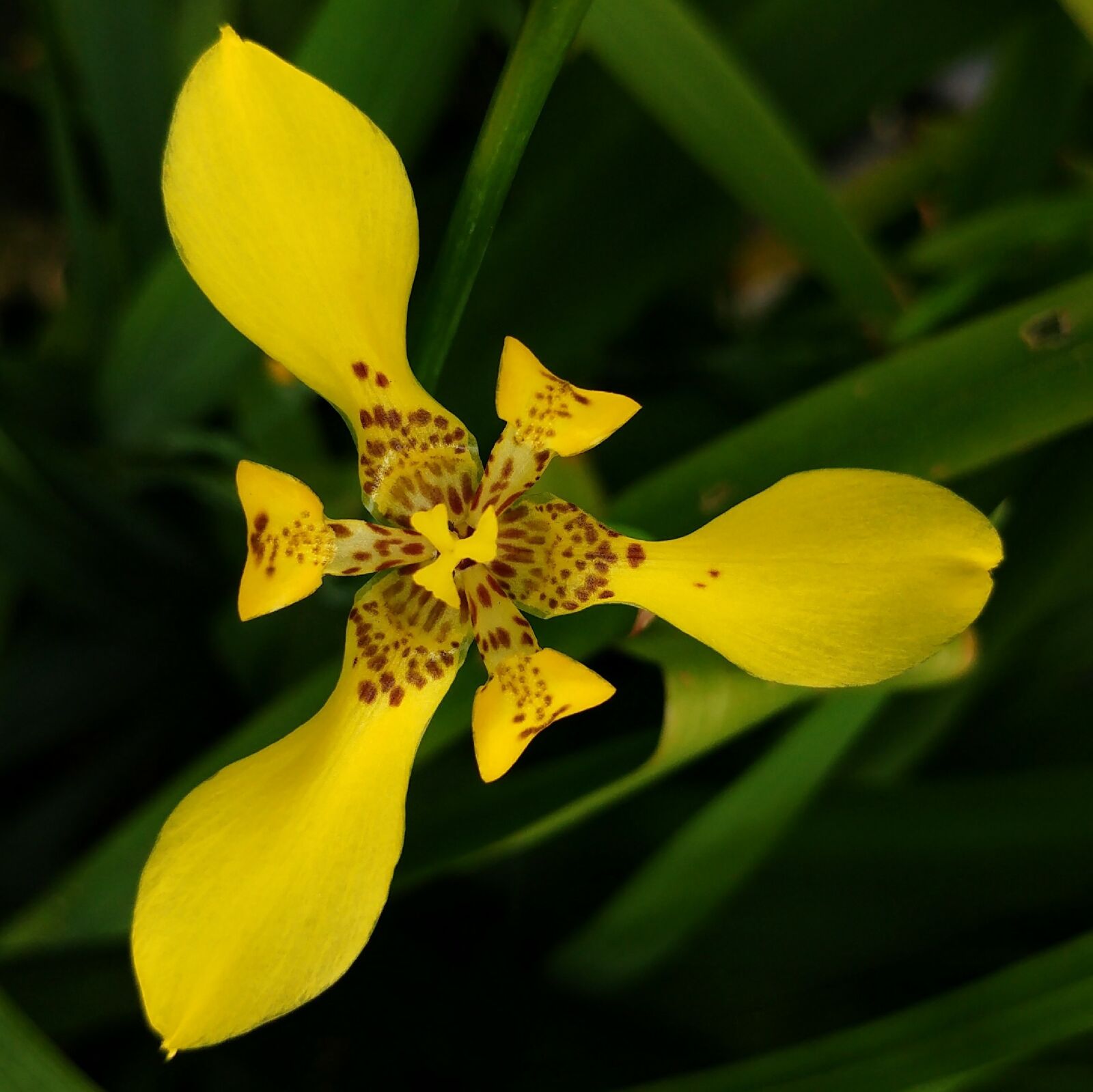LG G5 sample photo. Yellow flower, nature, flower photography