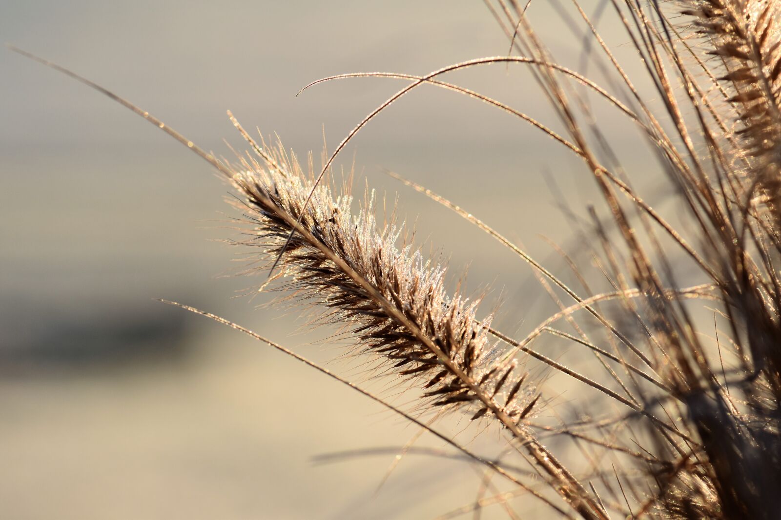 Nikon D5500 sample photo. Grass, grasses, nature photography