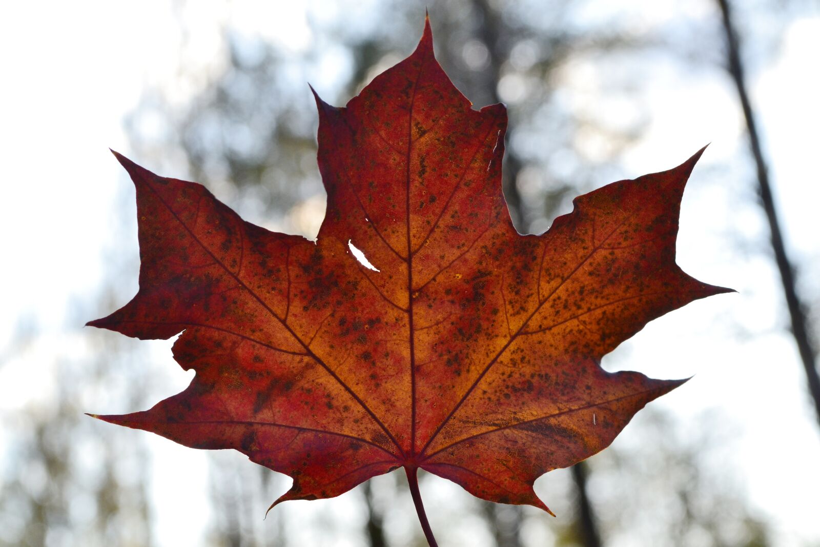 Nikon D3100 sample photo. Leaf, autumn, red photography