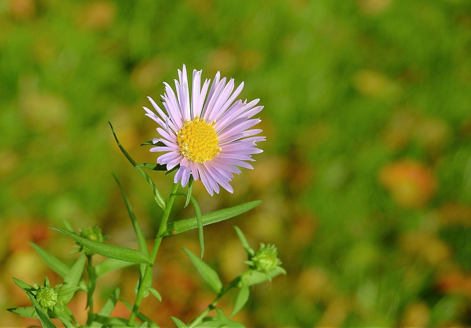 Nikon Coolpix P900 sample photo. Flower, meadow, grass photography