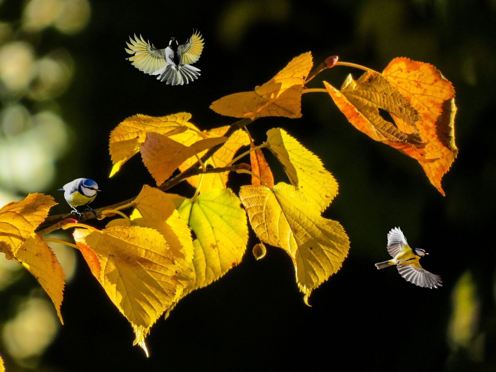 Canon PowerShot SX50 HS sample photo. Nature, autumn, forest photography