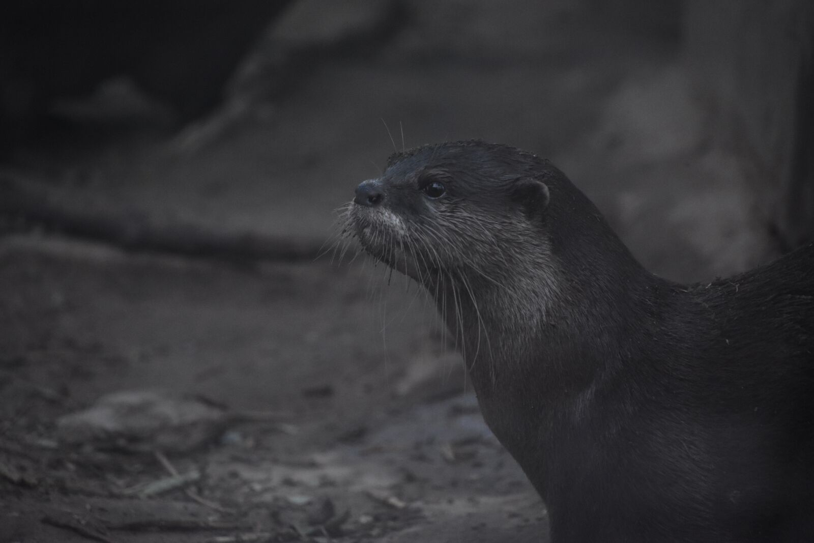 Nikon D7200 sample photo. Yuan wang, animal, cloudy photography