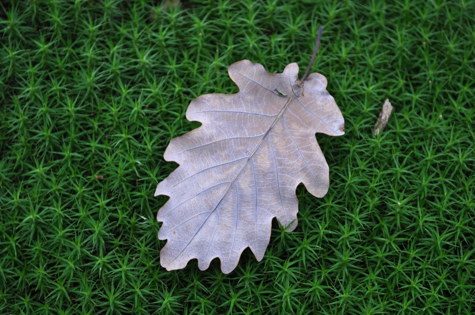 Nikon D5000 sample photo. Leaf, autumn, nature photography