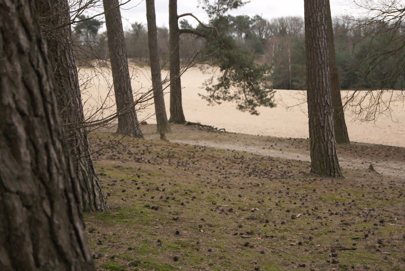 Sony Alpha DSLR-A230 sample photo. Heide, trees, landscape photography