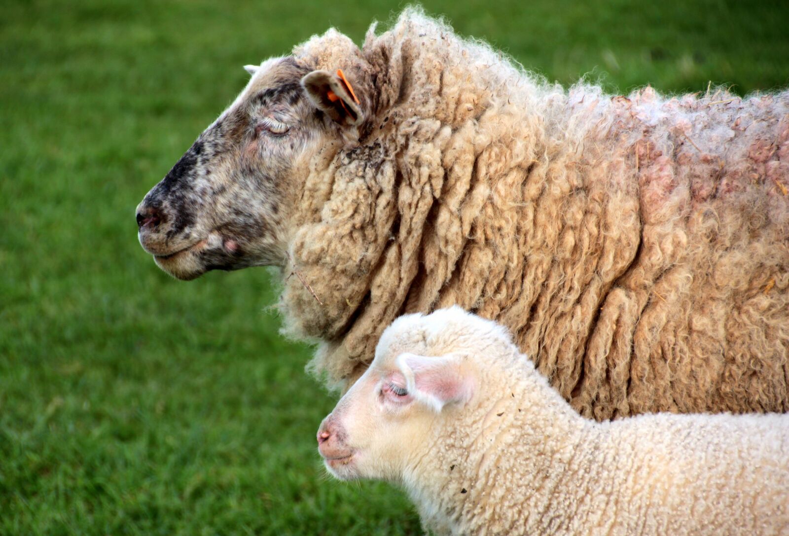 Canon EOS 650D (EOS Rebel T4i / EOS Kiss X6i) sample photo. Sheep, dam, lamb photography