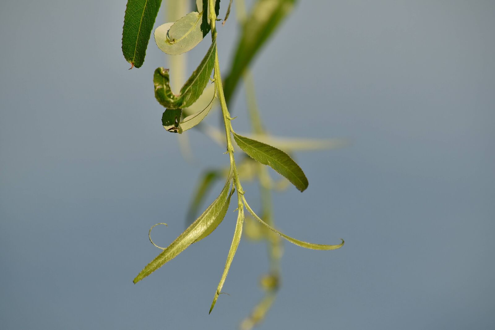 Nikon D5500 sample photo. Blurry, branches, green leaves photography