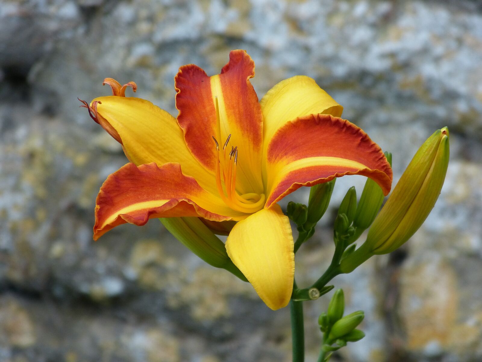 Panasonic Lumix DMC-FZ150 sample photo. Lily, flower, blossom photography