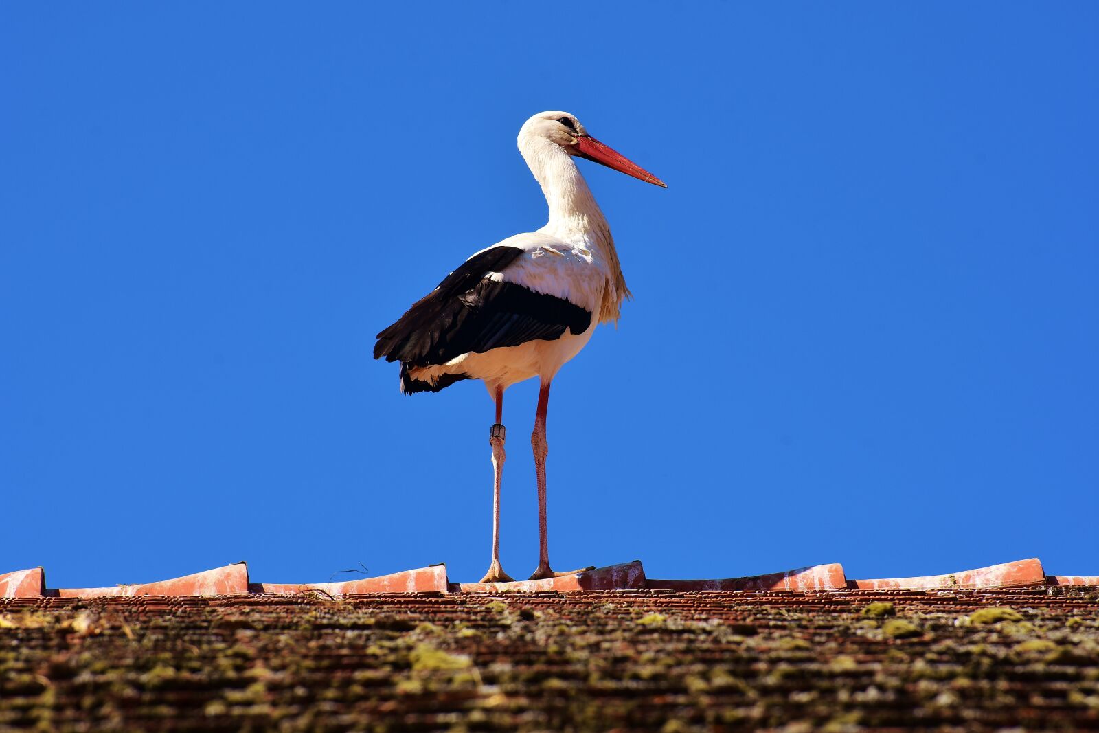 Nikon D7200 sample photo. Stork, bird, flying photography