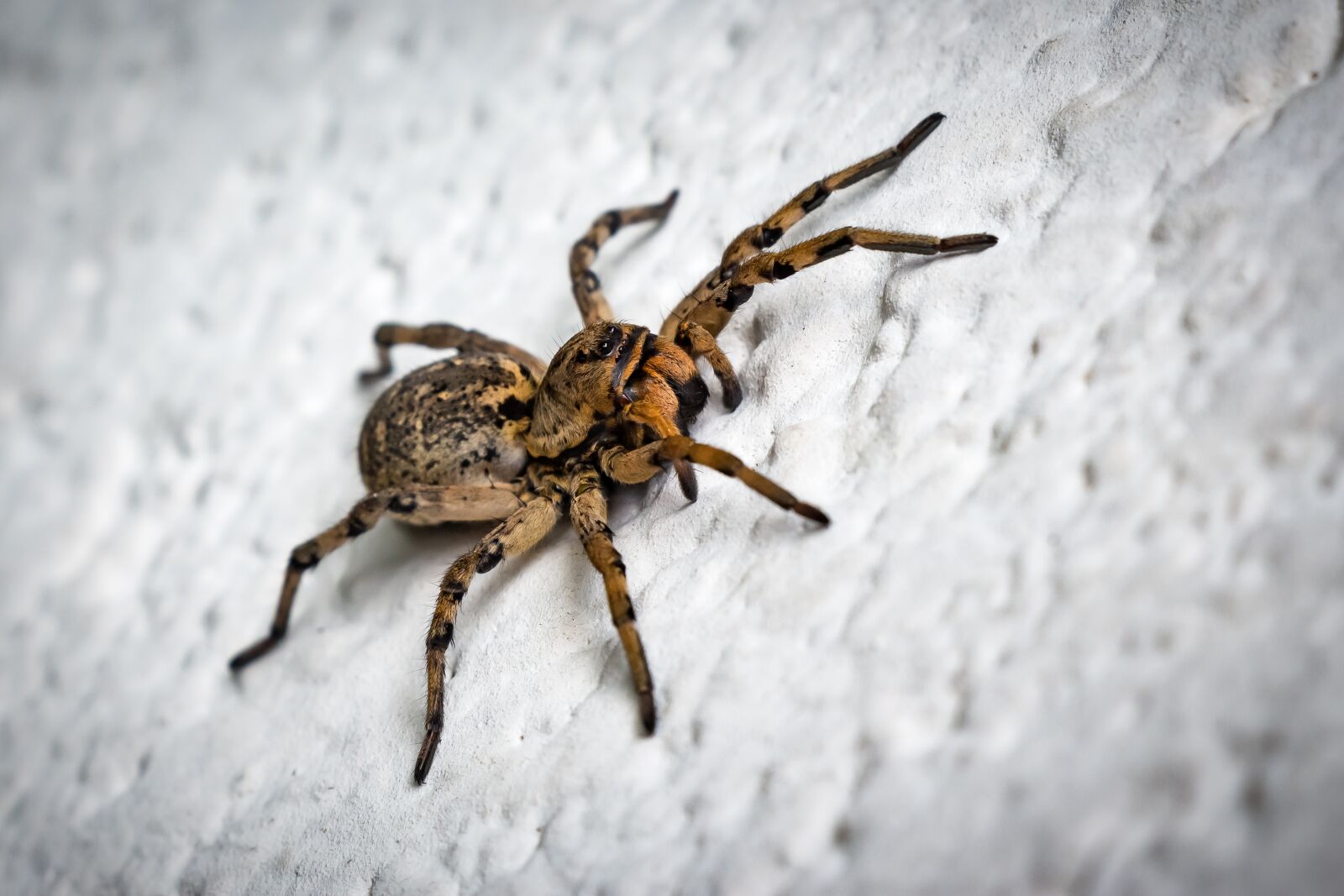 Canon EOS 650D (EOS Rebel T4i / EOS Kiss X6i) sample photo. Csel p k, spider photography