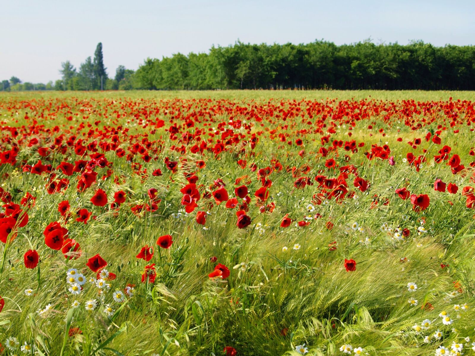 Olympus E-330 (EVOLT E-330) sample photo. Field, flower, ref photography