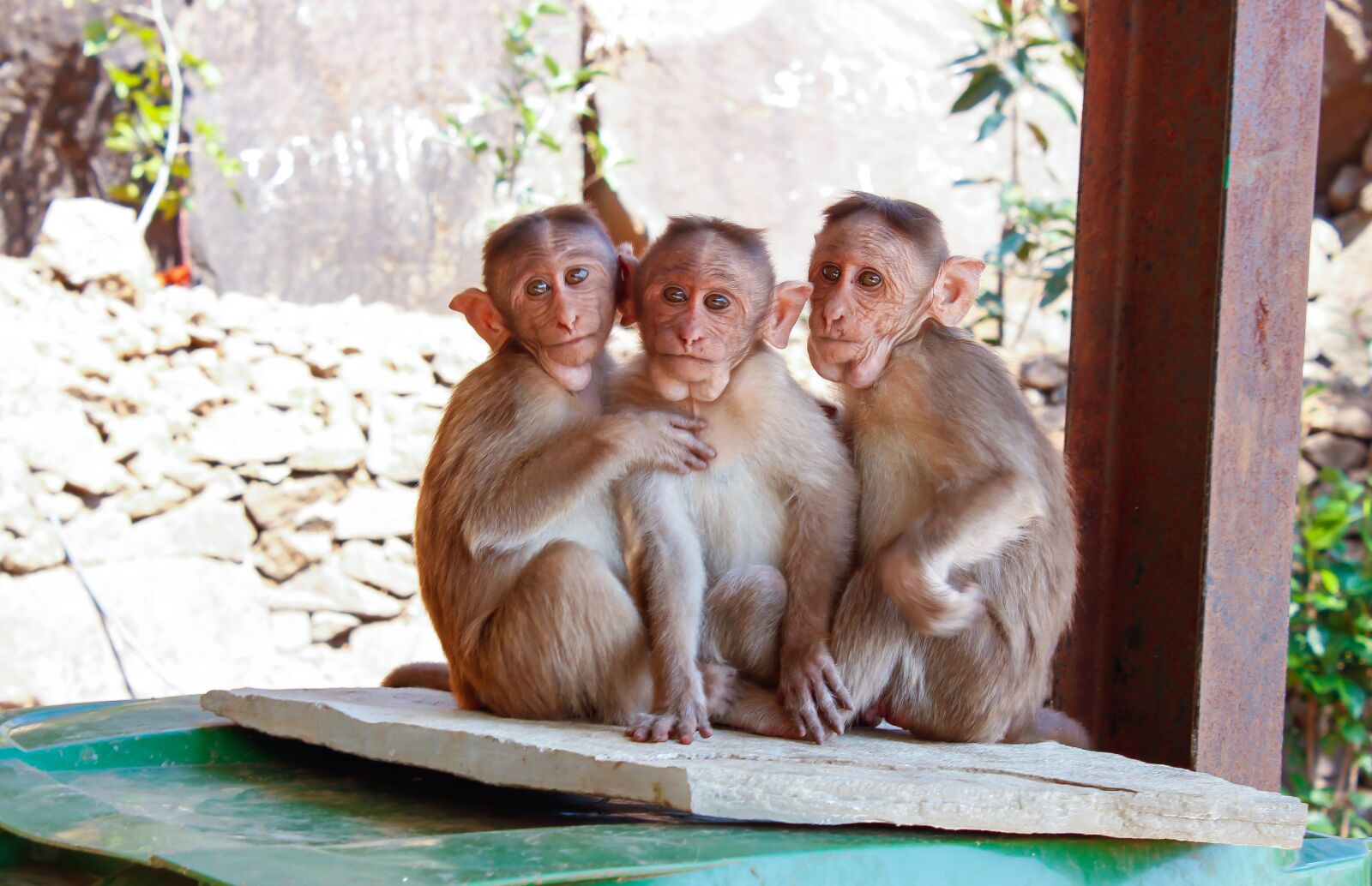 Canon EOS 600D (Rebel EOS T3i / EOS Kiss X5) sample photo. Animal, baby, beam photography