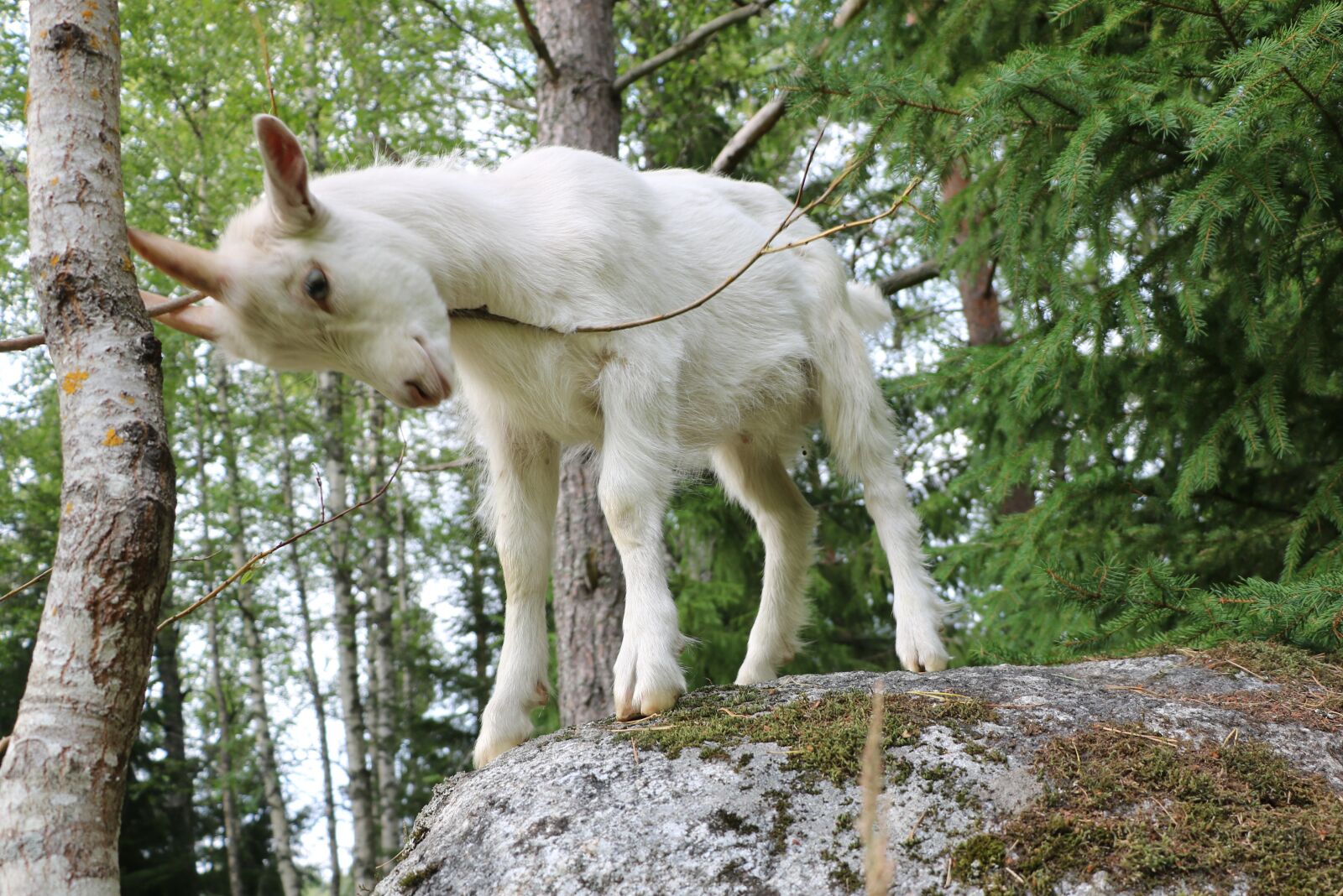 Canon EOS 750D (EOS Rebel T6i / EOS Kiss X8i) sample photo. Goat, kid, mammal photography