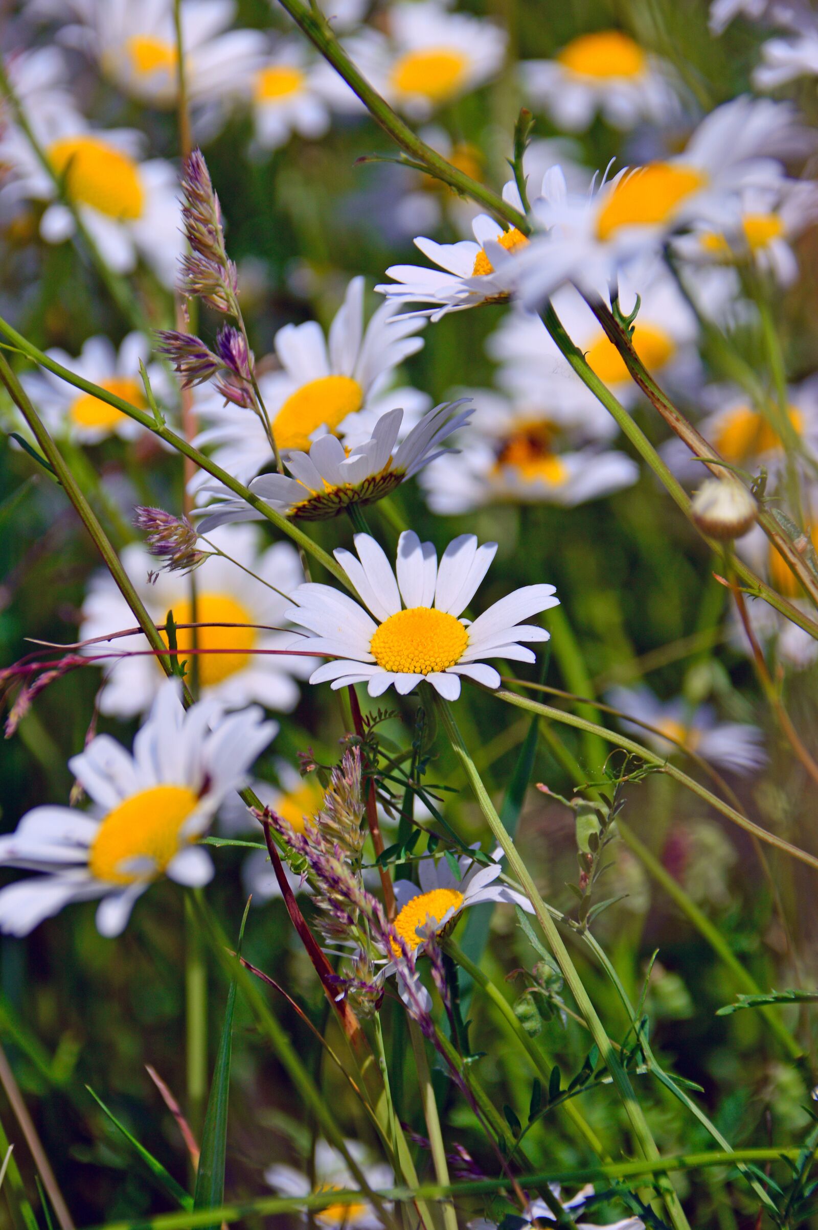 Nikon D3200 sample photo. Chamomile, chamomile flowers, herb photography