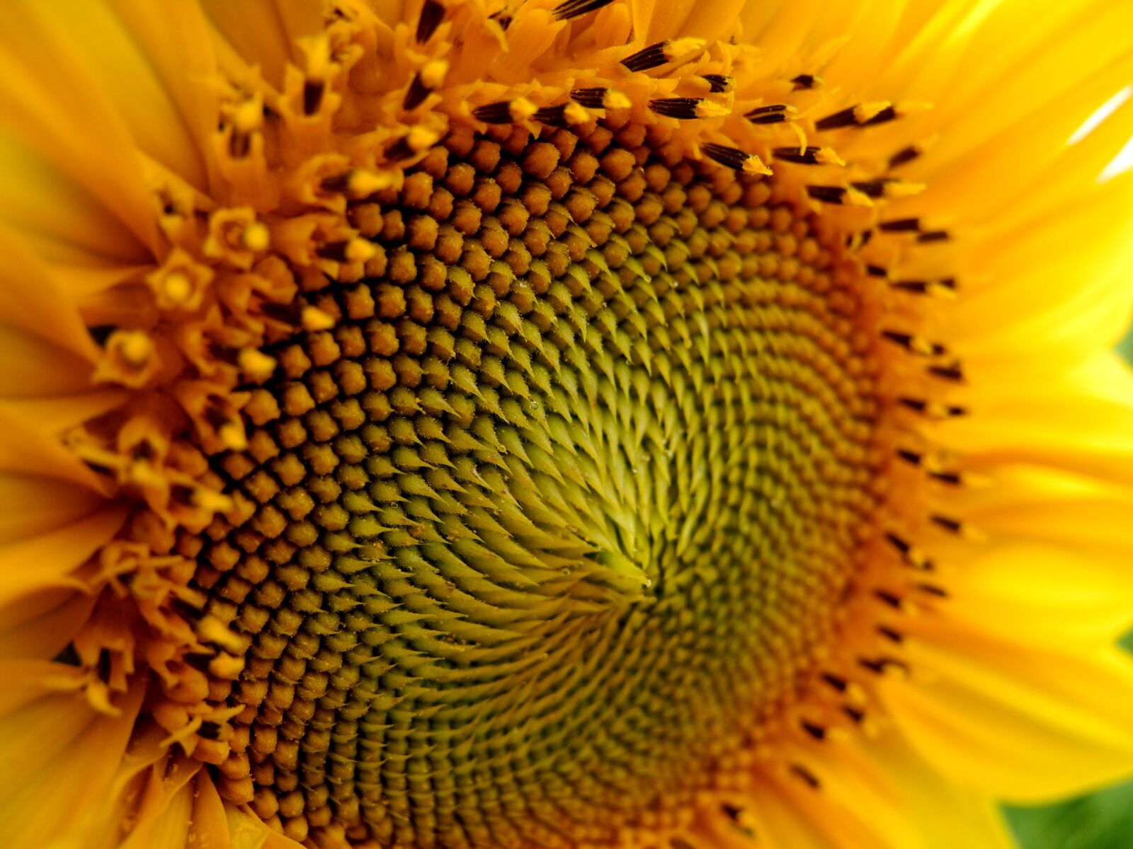 Nikon Coolpix P7000 sample photo. Sunflower, flower, flower of photography