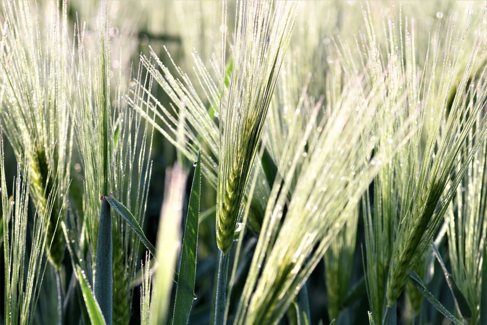 Nikon D5500 sample photo. Barley, field, arable photography