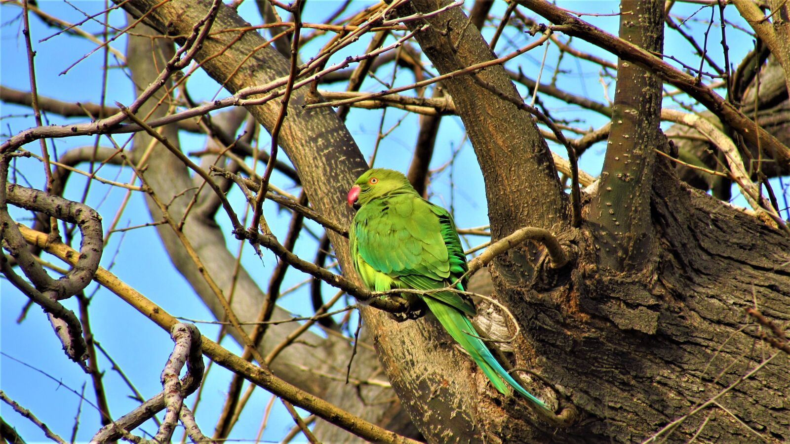 Canon PowerShot SX510 HS sample photo. Tree, nature, birds photography