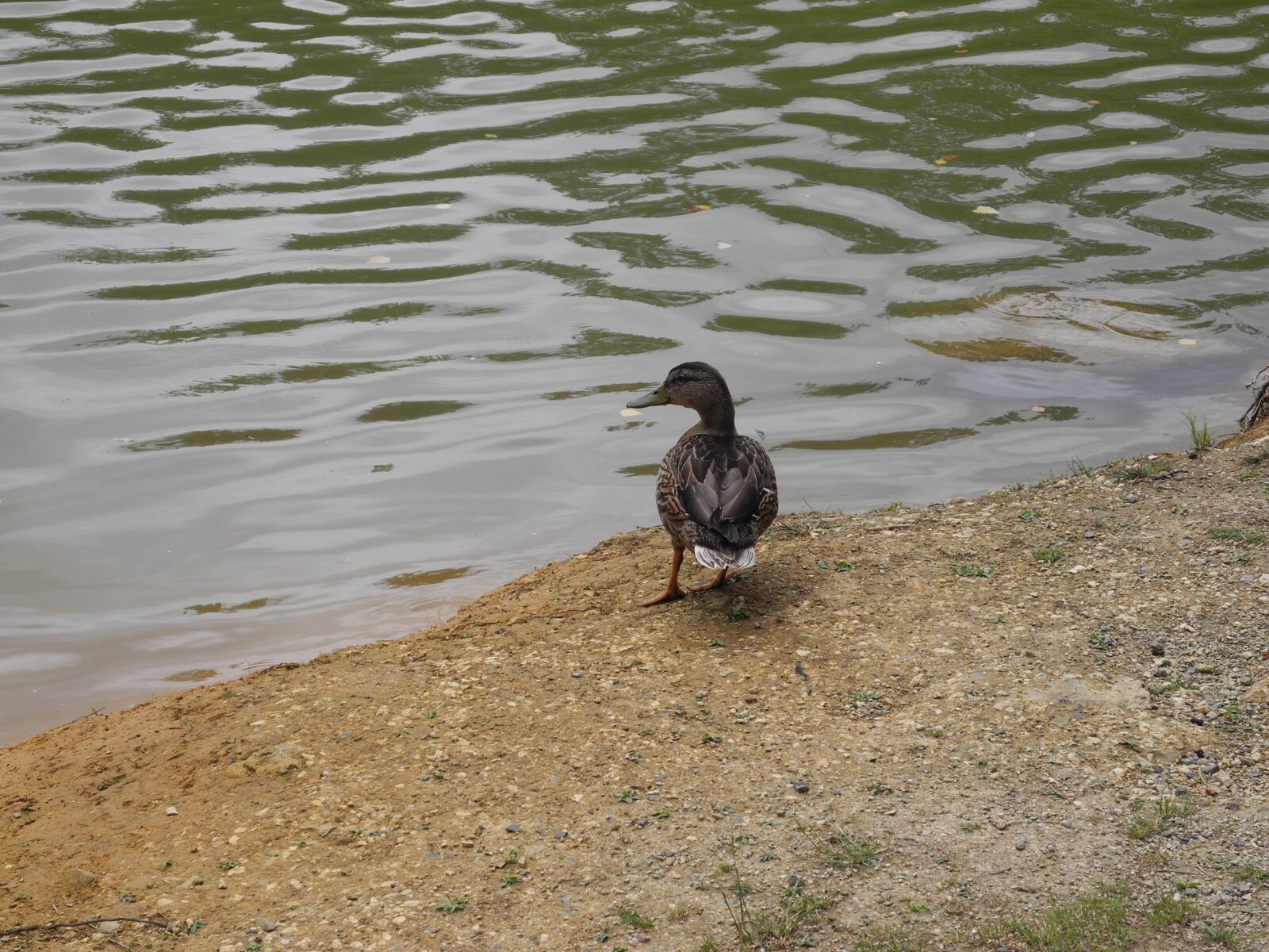 Nikon Coolpix P7000 sample photo. Duck, animal, mare photography