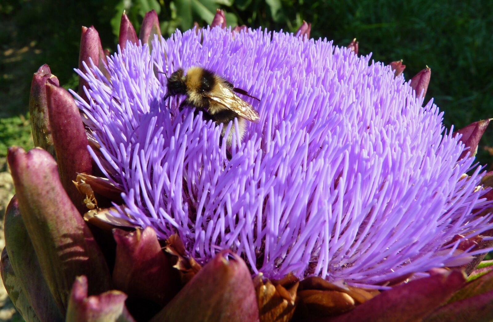 Panasonic Lumix DMC-FZ35 (Lumix DMC-FZ38) sample photo. Flower, artichoke, insect photography